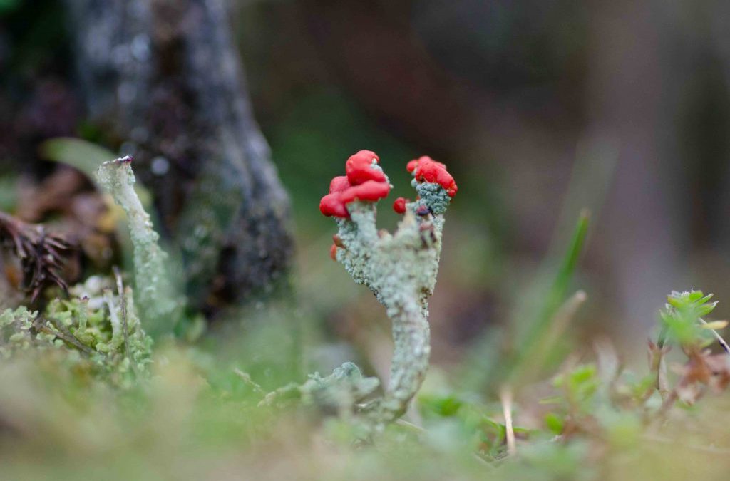 Magical lichen