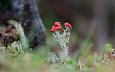 Magical lichen
