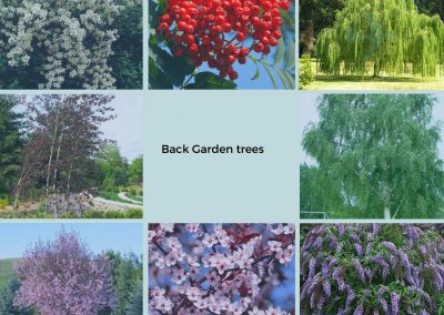 Back Garden Trees